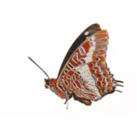 Charaxes brutus butterfly vector graphics