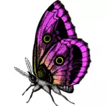 Fluture în culori mov