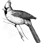 Vektor-Bild von Kardinal Vogel auf einem Zweig