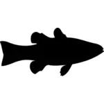 صورة السمكة الكاردينال