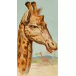 Illustration de la girafe