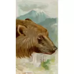 صورة الدب الرمادي
