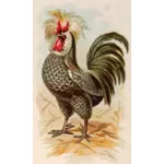 Houdan rooster