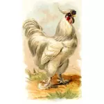 White chicken vector image