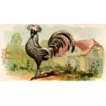 Illustrazione di colore di una gallina