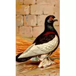 Savukekortti - Tumbler Pigeon
