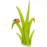 Ladybird pe iarbă