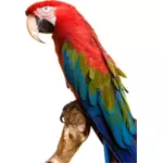 Macaw coloré