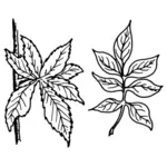 Несколько листьев растений векторная графика