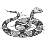 铜斑蛇矢量图像