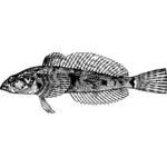 Vintage fish drawing
