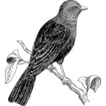 Vector drawing of cowbird