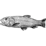 Cretaceous fish image