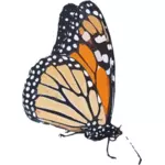 Bunte Schmetterling zeichnen