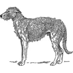 الاسكتلندي Deerhound ناقلات التوضيح