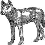 Dingo vector imagine