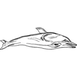Dolphin ilustrasi