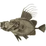 Doree fish