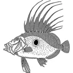 Dory fish