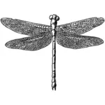 Dragonfly vektor ilustrasi
