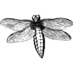Libelle mit Verbreitung Flügel