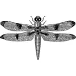 Dragonfly bild