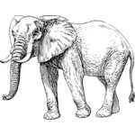الفيل ناقلات التوضيح