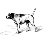 Vector de desen de câine se apropie alt cîine cu intenţii ostile