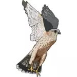 Illustrazione vettoriale di Merlin falcon