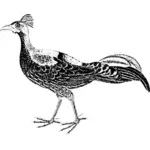 Male pheasant vector image