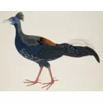 色の長い尾を持つ大型の鳥の描画