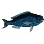 Blå parrotfish