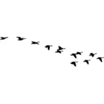 Flock of flying geese silhouette