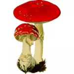 Red mushrooms pair