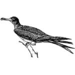 Frigatebird vector drawing