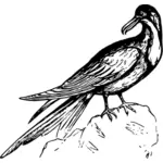 Frigate burung