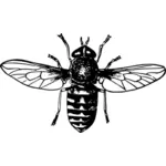 Gadfly vector silhouette