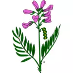 Boreale のイワオウギ属植物のベクトル画像