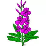 Wierzbownica angustifolium roślina rysunek wektor
