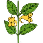 Grafică vectorială impatiens madalin plante
