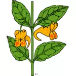 Vektör impatiens capensis bitki çizimi