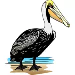 Pelikan Vogel-Vektor-Bild