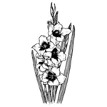 Gladiolus vector image