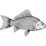 Ilustrasi ikan mas