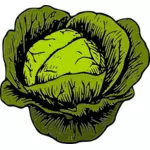 Green cabbage vegetables