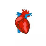 Rode menselijk hart