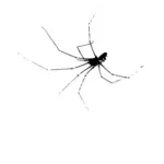 Image vectorielle d'araignée photocopiée