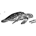 Obrázek želvu Hawksbill