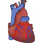Vector de la imagen del corazón que muestra las válvulas, las arterias y venas
