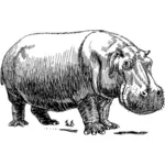 Hippopotamus vector image